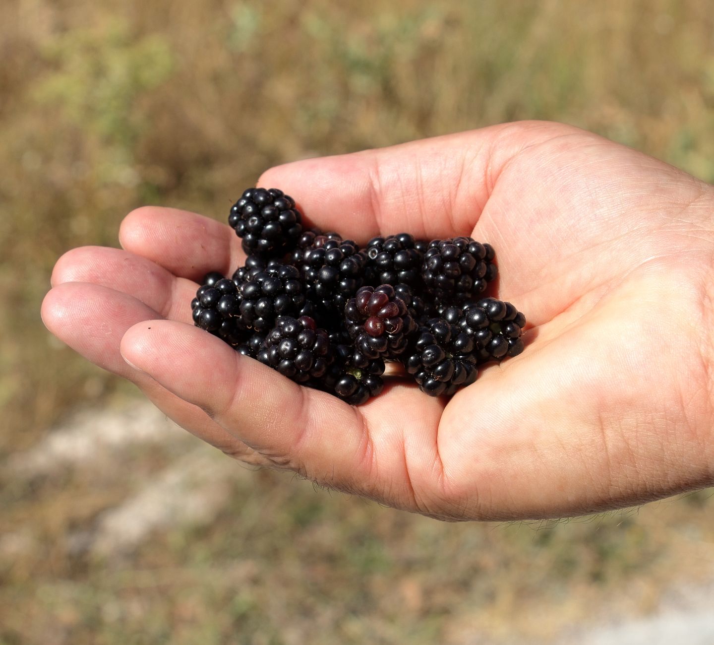 A close-up mix of fresh summer berries