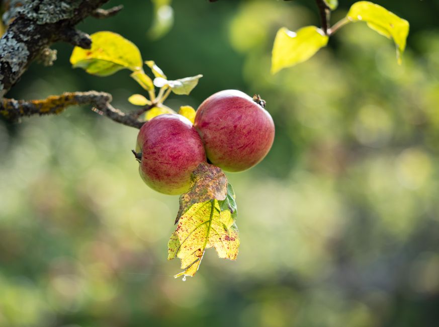 Apples