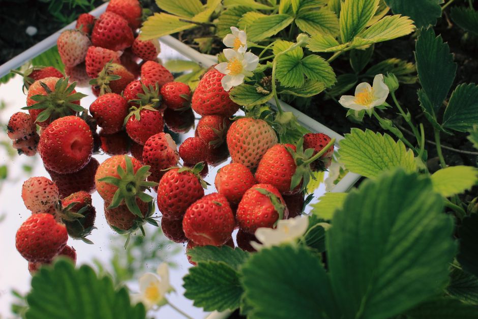 Strawberries