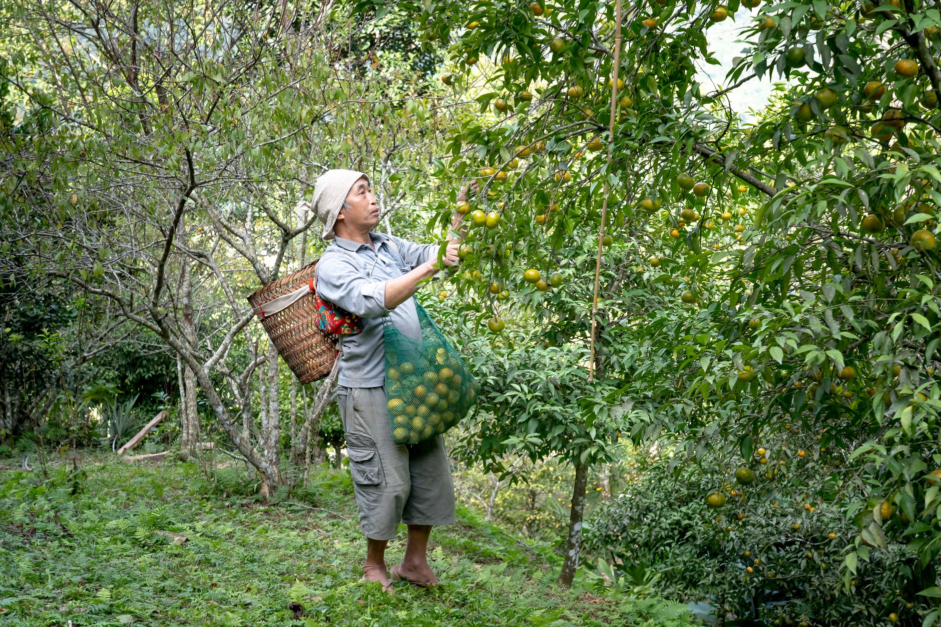 A farmer harvesting in an orchard