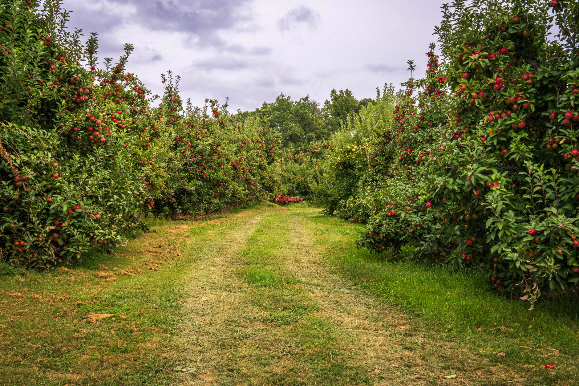 Apples