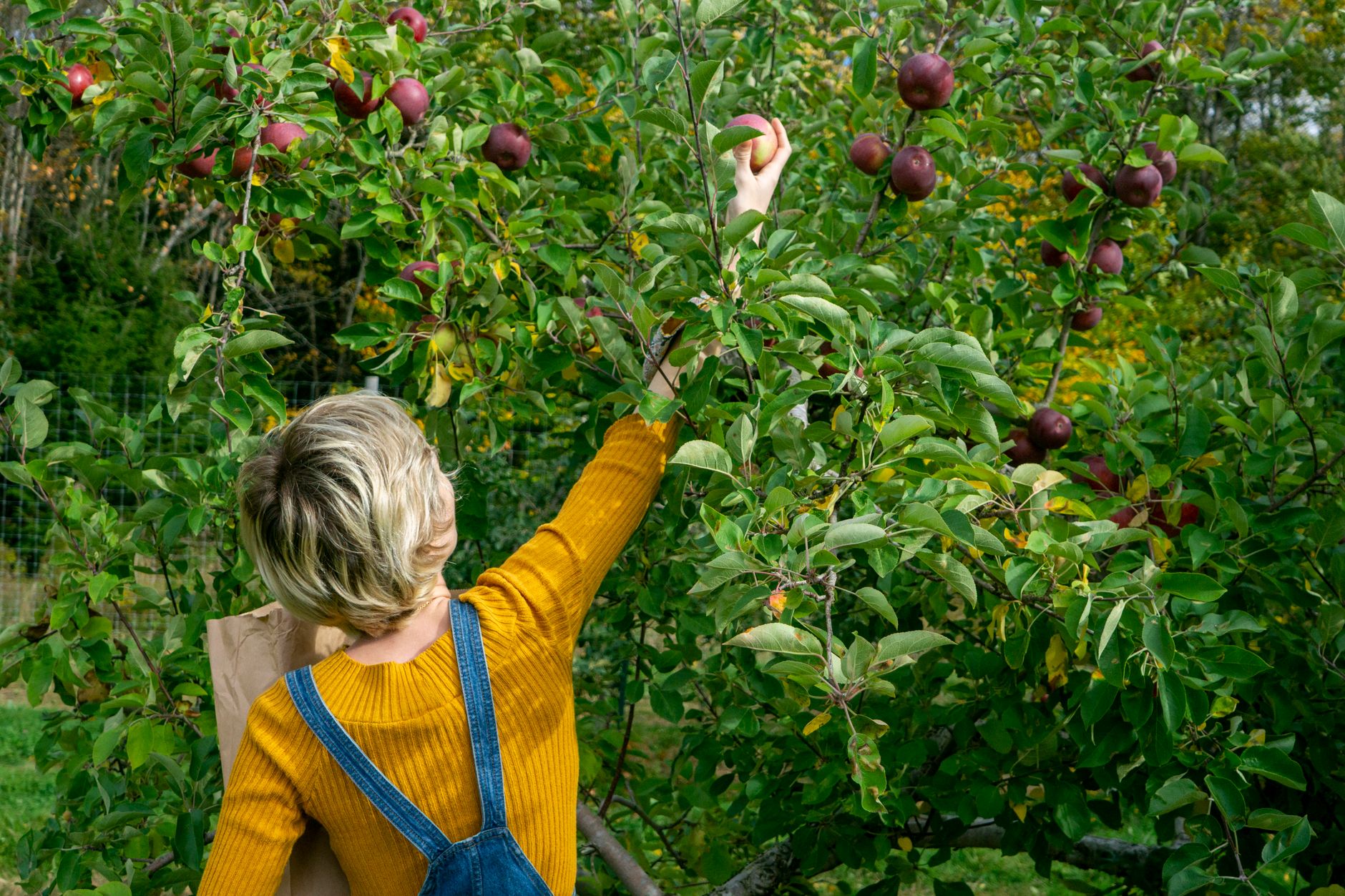 A woman in overalls picking red apples in a lush orchard